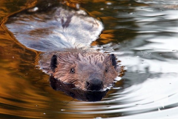 May 9, 2025 Nawautin Beaver2277