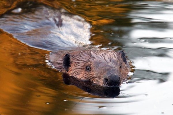 May 9, 2025 Nawautin Beaver2278