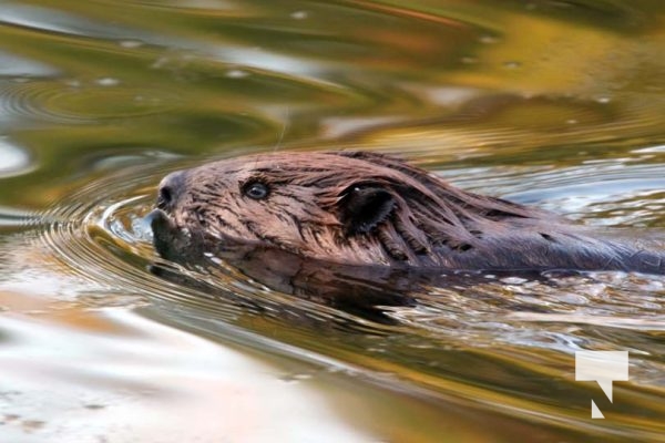May 9, 2025 Nawautin Beaver2279