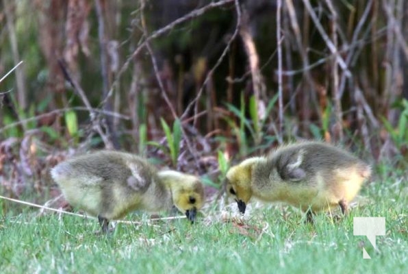 May 9, 2025 Nawautin Geese Goslings2251