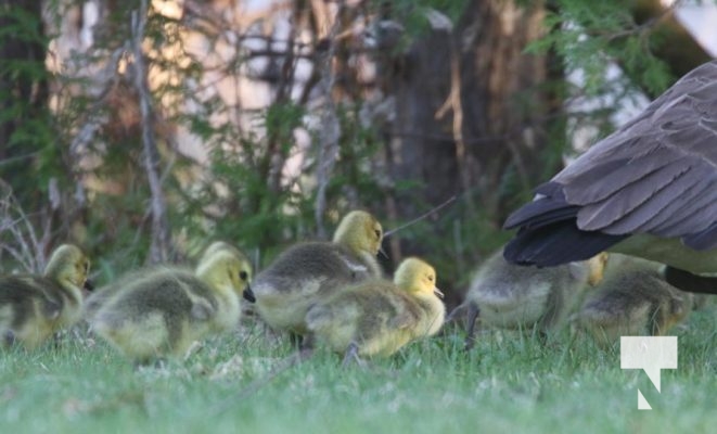 May 9, 2025 Nawautin Geese Goslings2252