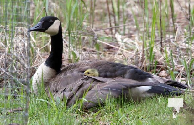 May 9, 2025 Nawautin Geese Goslings2253