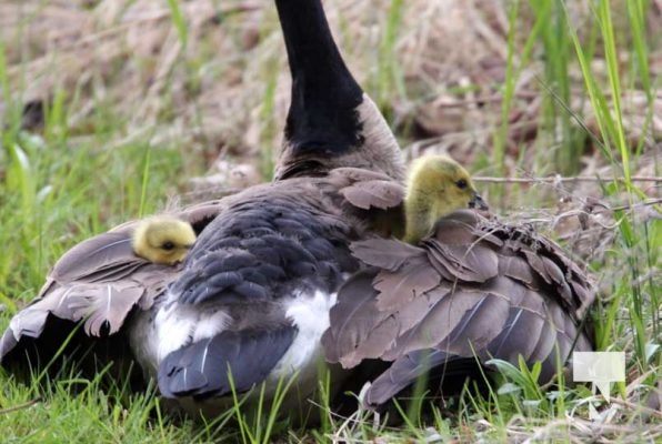 May 9, 2025 Nawautin Geese Goslings2254