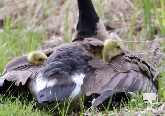 May 9, 2025 Nawautin Geese Goslings2255