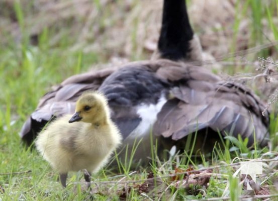 May 9, 2025 Nawautin Geese Goslings2257