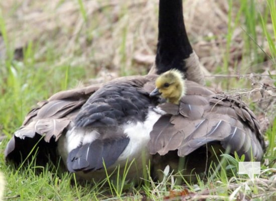 May 9, 2025 Nawautin Geese Goslings2258