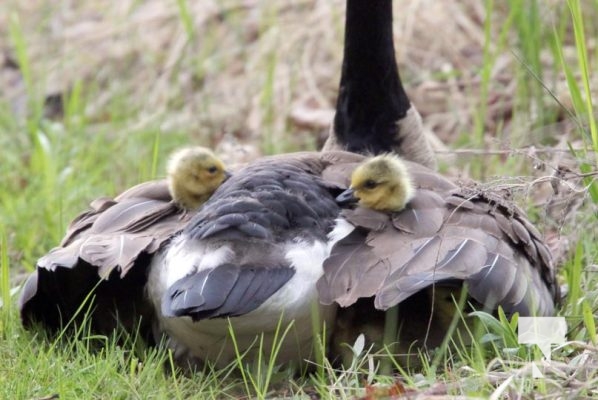 May 9, 2025 Nawautin Geese Goslings2259