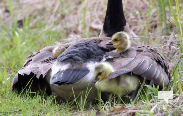May 9, 2025 Nawautin Geese Goslings2260