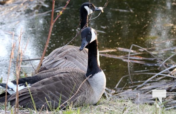 May 9, 2025 Nawautin Geese2265