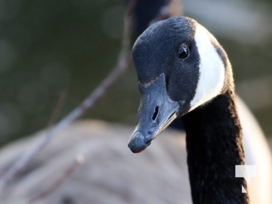 May 9, 2025 Nawautin Geese2266