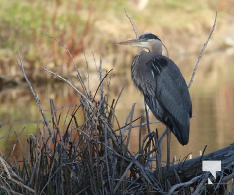 May 9, 2025 Nawautin Heron2261