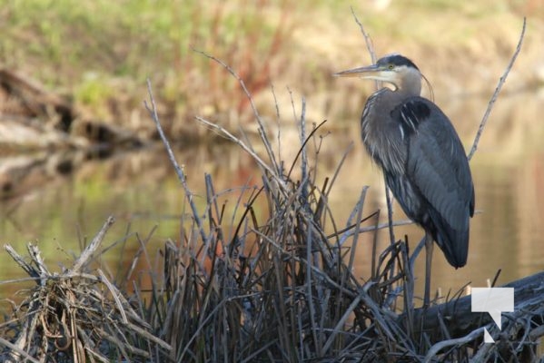 May 9, 2025 Nawautin Heron2262