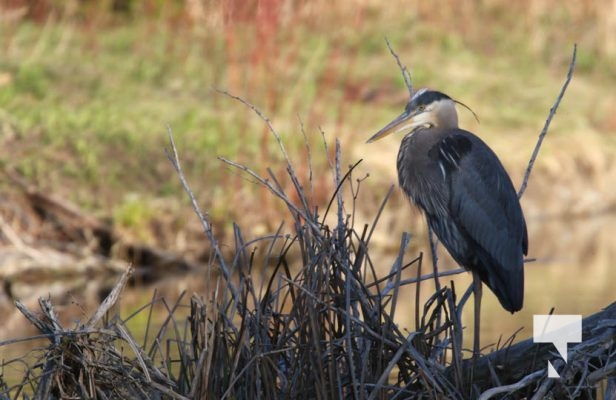 May 9, 2025 Nawautin Heron2263