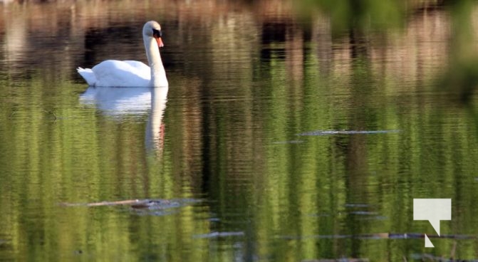 May 9, 2025 Nawautin Swan2247