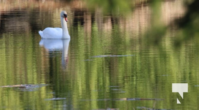 May 9, 2025 Nawautin Swan2248