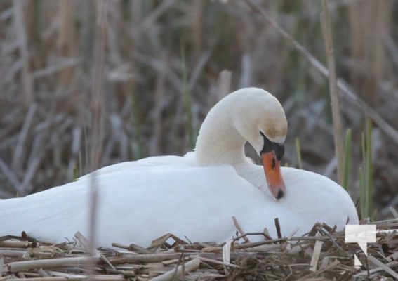 May 9, 2025 Nawautin Swan2249
