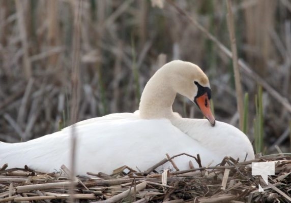 May 9, 2025 Nawautin Swan2250