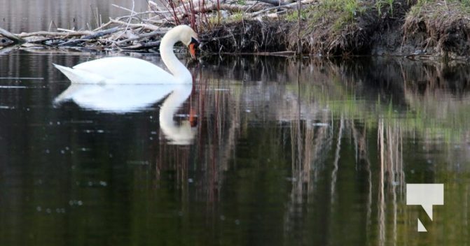 May 9, 2025 Nawautin Swan2267