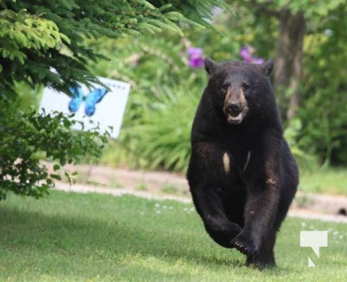 June 11, 2025 Black Bear Tours Port Hope3348