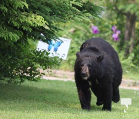 June 11, 2025 Black Bear Tours Port Hope3349