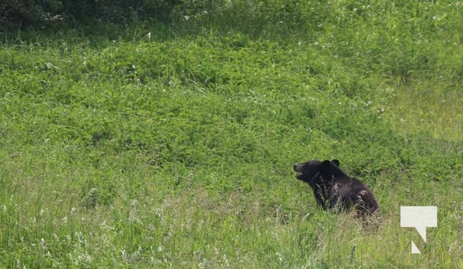 June 11, 2025 Black Bear Tours Port Hope3350