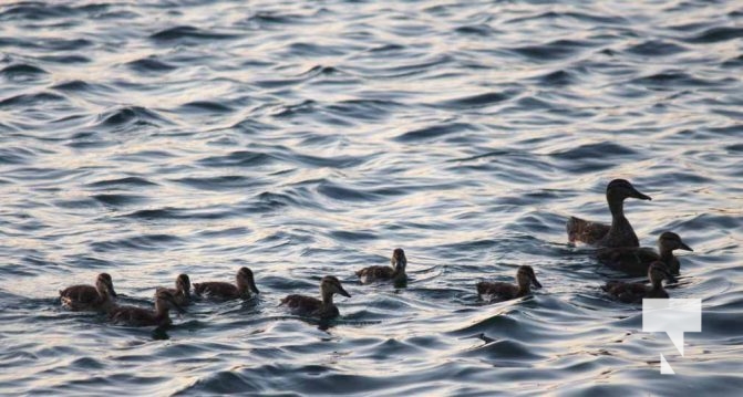 June 23, 2025 Ducks3699