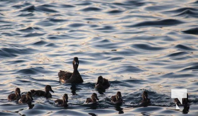 June 23, 2025 Ducks3700