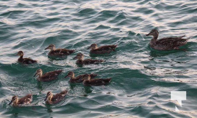 June 23, 2025 Ducks3701