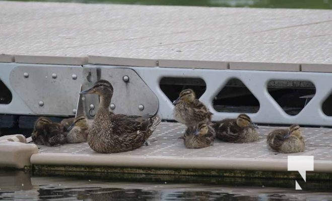 June 24, 2025 Ducks3705