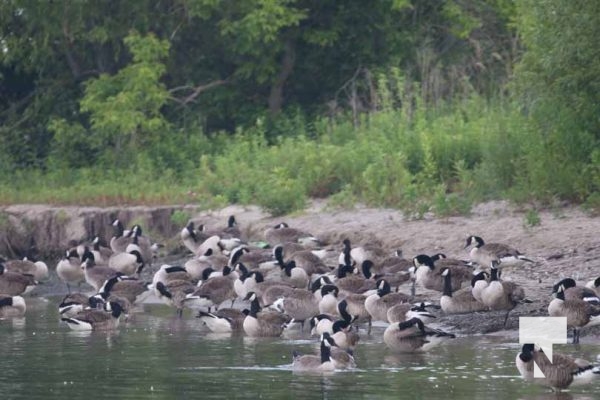 June 24, 2025 Geese3706