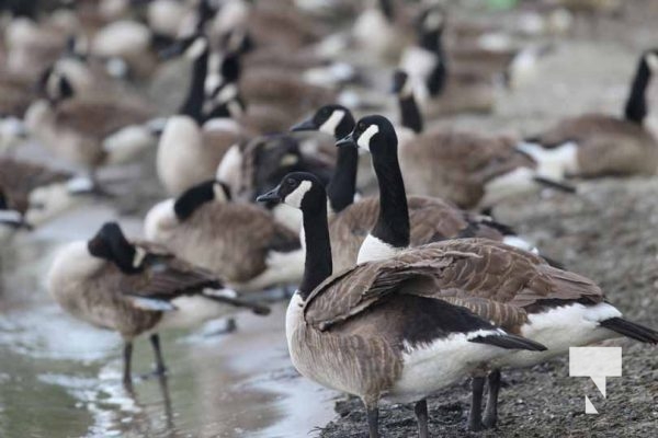 June 24, 2025 Geese3707