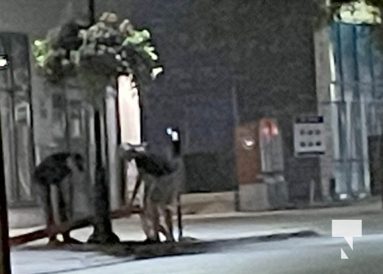 June 27, 2025 harmless prank or senseless vandalism3776