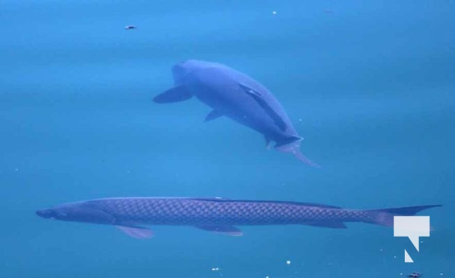 June 29, 2025 Carp3822