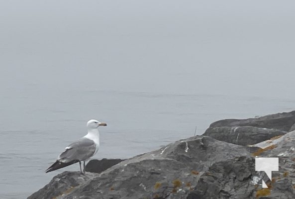 June 9, 2025 Fog Lighthouse3341