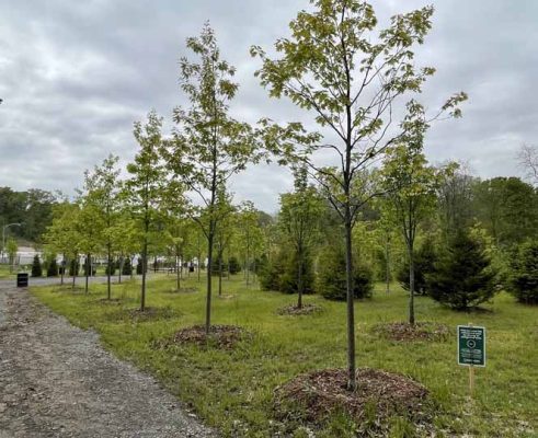 May 29, 2025 Lions Park Port Hope2954