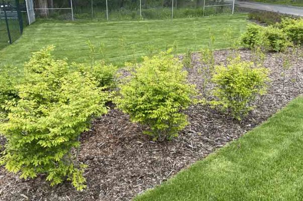 May 29, 2025 Lions Park Port Hope2956