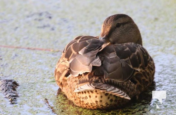 July 11, 2025 Ducks Port Hope4557