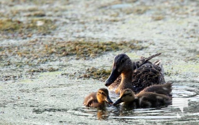 July 11, 2025 Ducks Port Hope4558