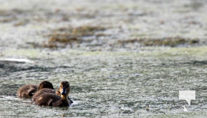 July 11, 2025 Ducks Port Hope4559