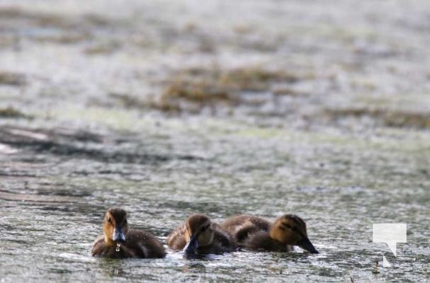 July 11, 2025 Ducks Port Hope4560