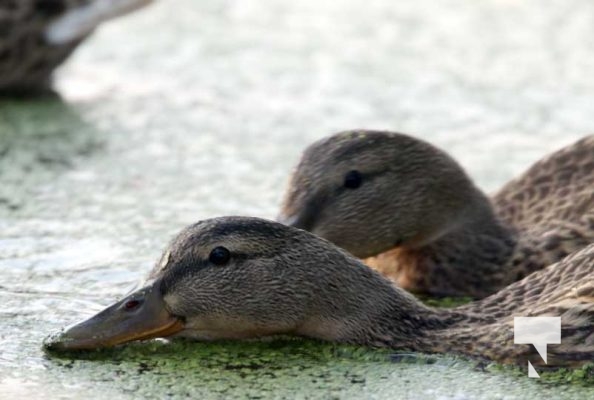 July 11, 2025 Ducks Port Hope4561