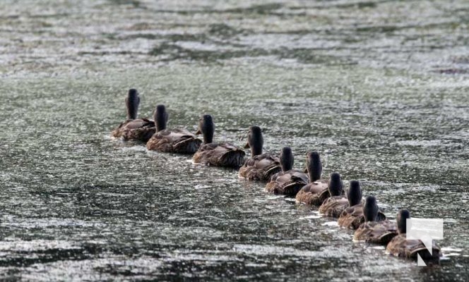 July 11, 2025 Ducks Port Hope4562