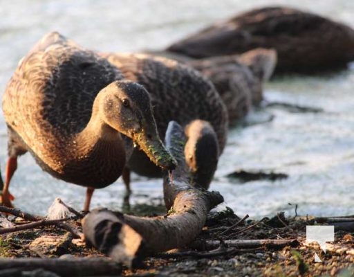 July 11, 2025 Ducks Port Hope4563