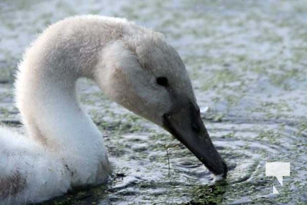 July 11, 2025 Swans Port Hope4573