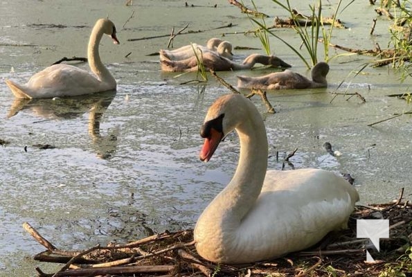 July 11, 2025 Swans Port Hope4574