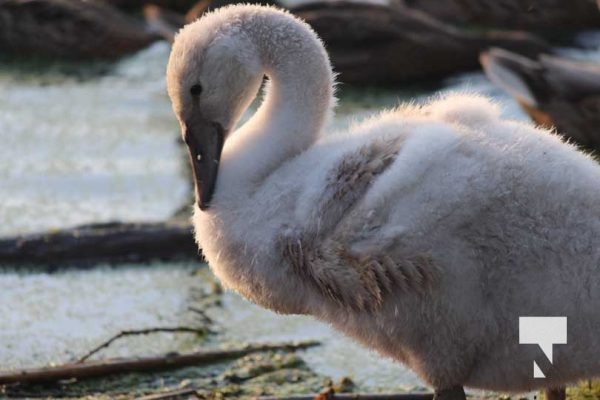 July 11, 2025 Swans Port Hope4576