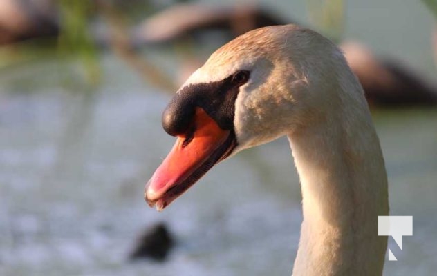 July 11, 2025 Swans Port Hope4577
