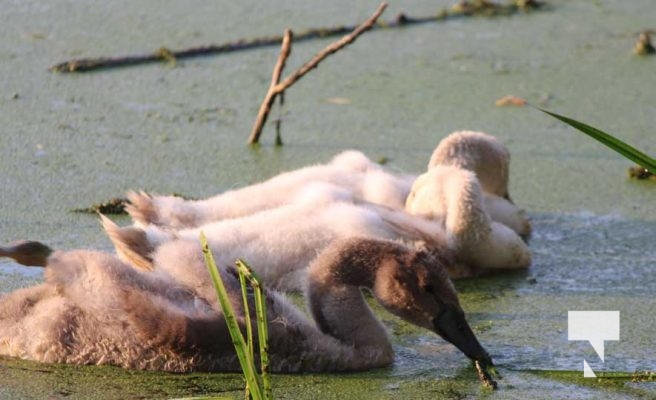 July 11, 2025 Swans Port Hope4578
