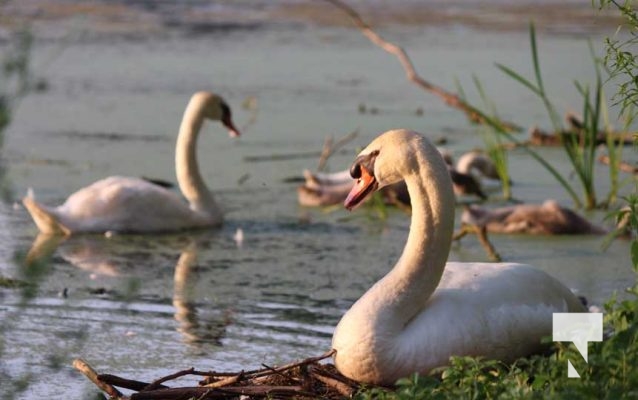 July 11, 2025 Swans Port Hope4579