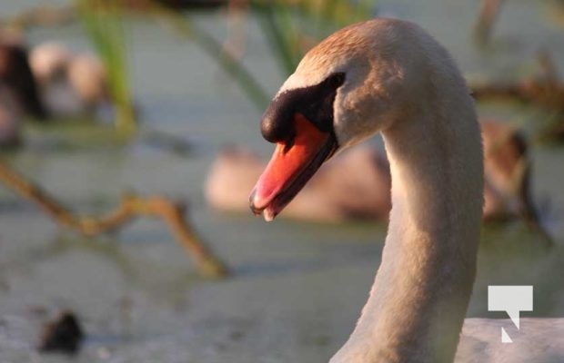 July 11, 2025 Swans Port Hope4580